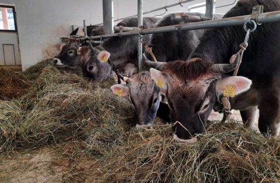 Farm holidays at the Boznermüllerhof in Vöran near Meran - South Tyrol