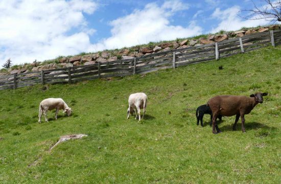 Agriturismo al Boznermüllerhof a Vöran vicino a Merano - Alto Adige